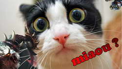 Александр Алаев: «На ЧМ-2018 пиво точно добавило изюминку. Весь мир вспоминает, как было весело, каких-то инцидентов с безопасностью никто не вспомнит»